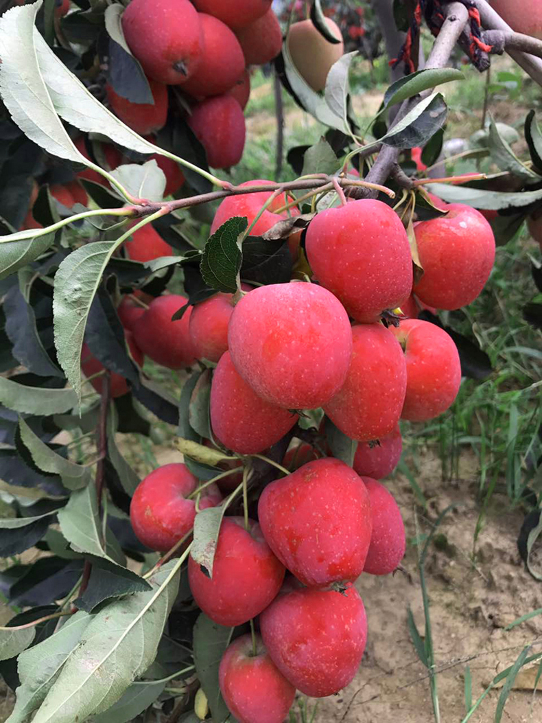 东北鸡心锦绣海棠果 新鲜酸甜花红果小苹果鸡心果新鲜水果 2.5kg