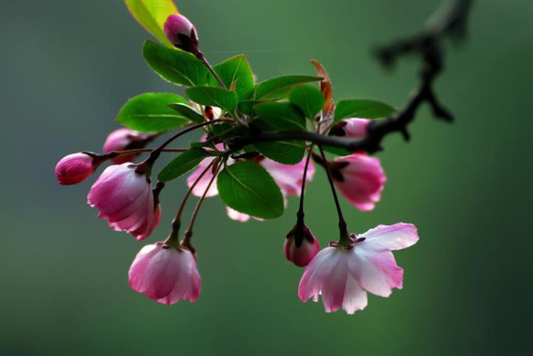 香葶苑日本海棠花苗綠植物庭院植物木瓜海棠樹苗長壽冠海棠苗當年開花