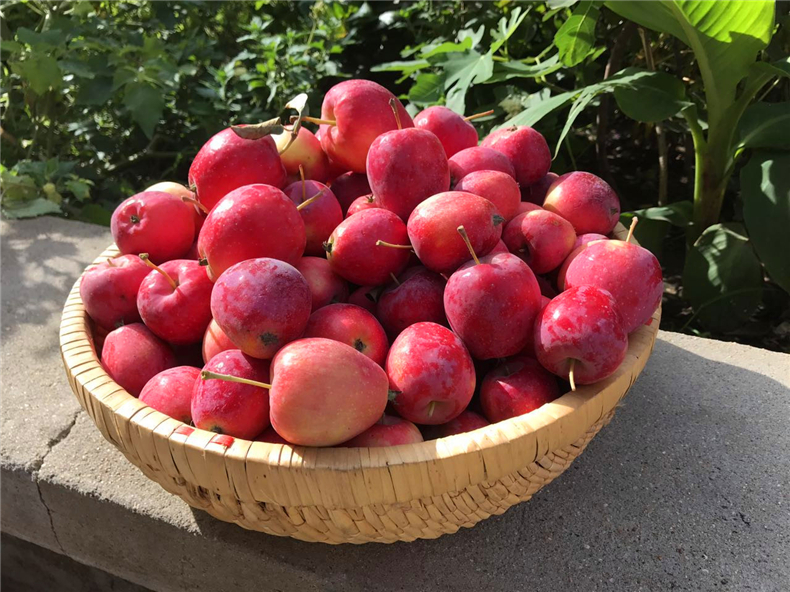 东北鸡心锦绣海棠果 新鲜酸甜花红果小苹果鸡心果新鲜水果 2.5kg