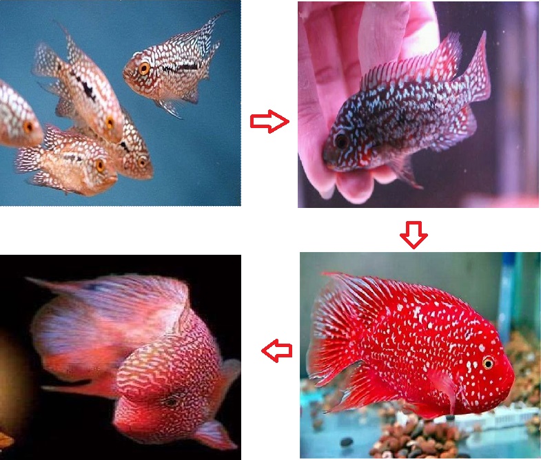 罗汉鱼苗活体热带鱼观赏鱼鸿运马骝泰金德萨红马幻彩古典金花sqianpet