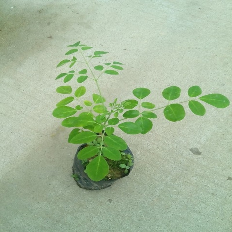 印度辣木种苗 辣木树苗辣木籽辣木辣木苗辣妹子苗辣木子树苗 树苗 半