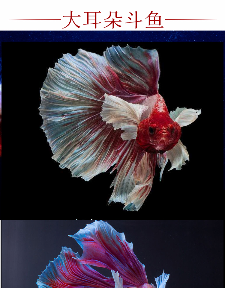 泰国斗鱼活体巨斗半月暹罗级大斗练手鱼热带鱼观赏鱼活体公母将军母鱼