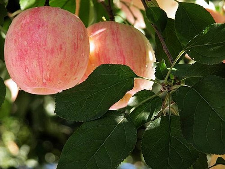 欧悟 苹果树苗 当年结果冰糖心苹果苗 冰糖心苹果 红肉苹果 盆栽地栽