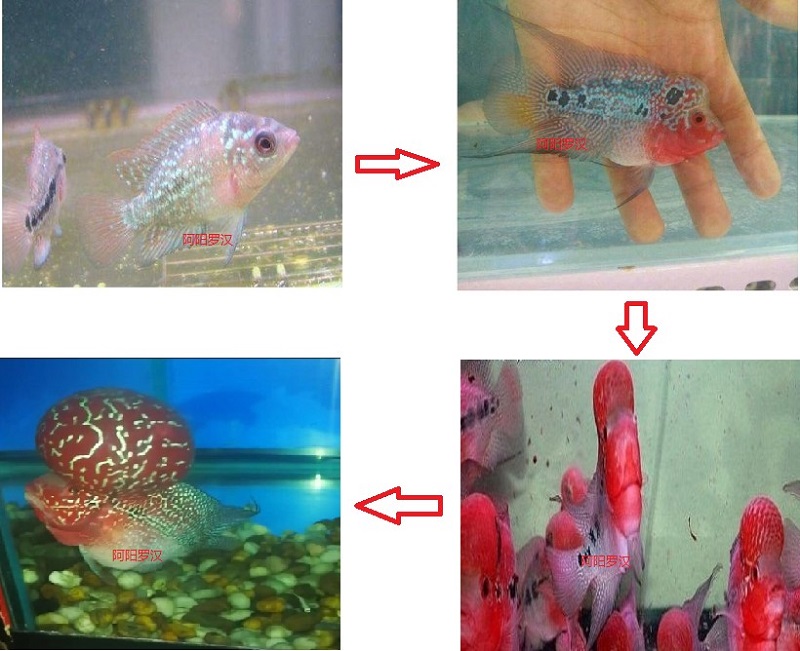 红马罗汉鱼公母分辨图图片