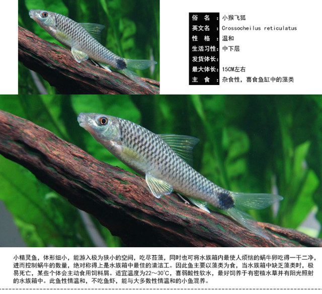 魚游魚戲清道夫魚活體淸缸除藻工具魚熱帶觀賞魚水族清潔垃圾魚老鼠魚