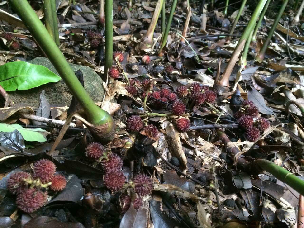 橙伯乐福建漳州长泰特产新美吴田山阳春砂仁海盐腌制砂仁350克瓶装