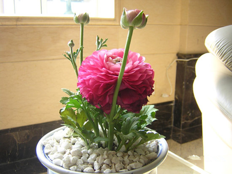 盆栽花卉种球 花毛莨种球 波斯毛茛种球 球根花卉 花毛莨当年开花