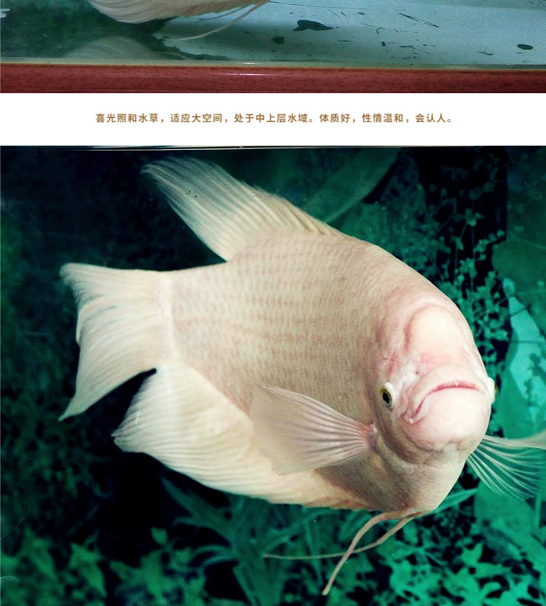 黑眼红眼招财鱼风水发财鱼古代战船红尾热带中大型观赏鱼活体sqianpet