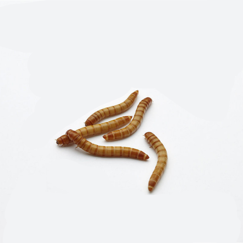 面包虫活体虫 鲜活黄粉虫 仓鼠粮鹦鹉鸟食乌龟龙鱼粮