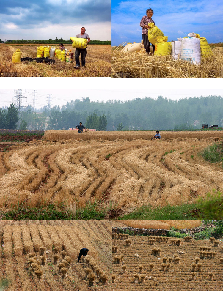 姜芮 无土栽培小麦草种子 阳台水培榨汁水猫草 500