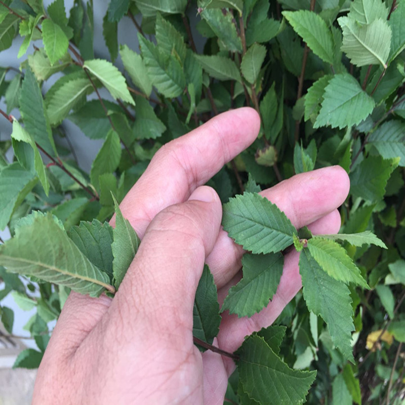艾雨婷榆树苗榆树小苗白榆家榆榆钱树树榆树树苗1米高大苗