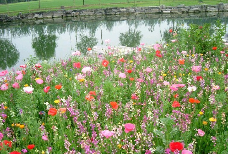 帅轩 野花组合种子 家庭园艺种子嘴唇花种子草花波斯菊花种子 花海