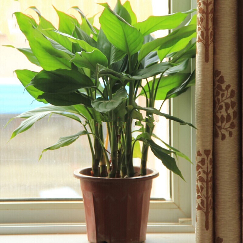 万年青盆栽花卉植物 绿巨人盆栽室内客厅大型盆景植物 30-40cm高 8-10