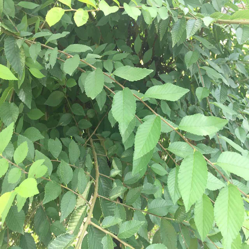 榆树苗 榆树小苗 白榆家榆,榆钱树树榆树树苗 1米高 大苗【图片 价格