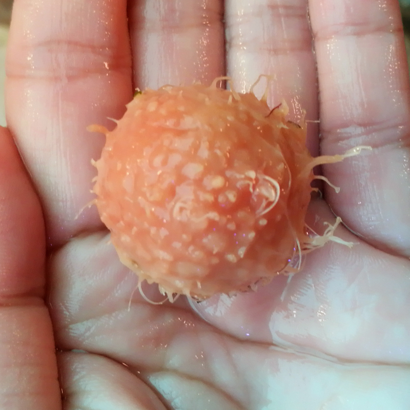 适用范围:海水类别:海洋生物货号:肉丸海绵商品毛重:300.