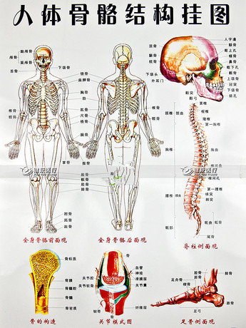 男女骨架模型对比图片