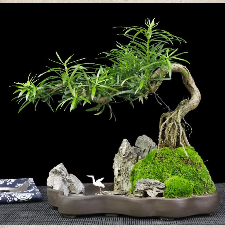 罗汉松悬崖式老树桩山水石造型盆景室内办公室大植物艺术盆栽送礼