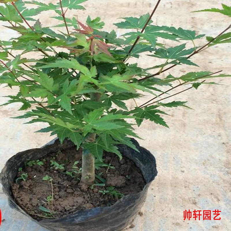 帥軒園藝小葉雞爪槭盆栽盆景素材紅楓樹苗樹樁綠植原生山紅葉不含盆