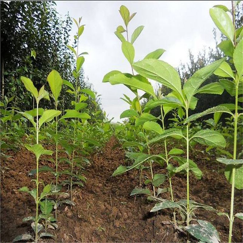 流苏小苗流苏树苗嫁接桂花母本庭院盆栽苗木 10公分粗【图片 价格