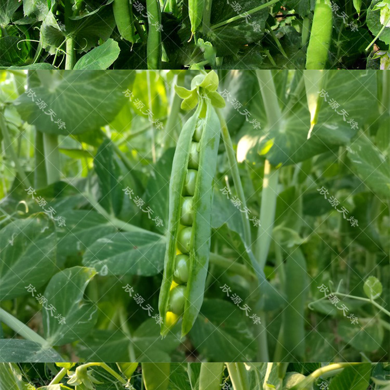 奇珍76甜脆豌豆種子水果豌豆菜豆農家豆莢四季散裝荷蘭豆種子奇珍甜脆