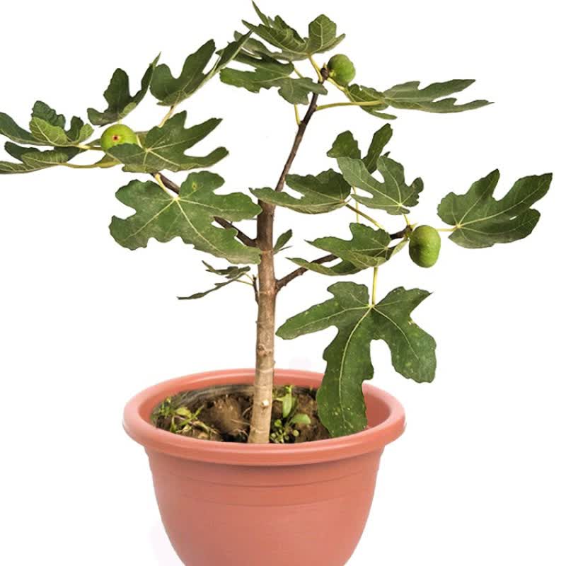 盆栽南方四季阳台庭院地栽当年结果特大无花果苗树苗果树苗 金傲芬 6