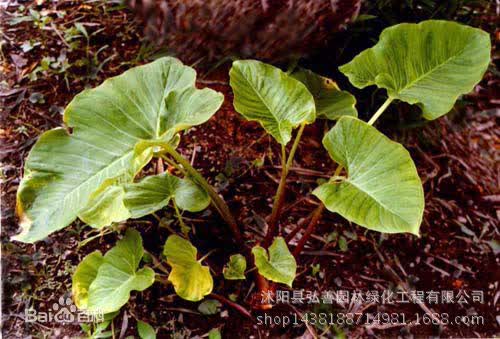 新鲜独角莲丁毒豆白附子批发图片色7个一斤