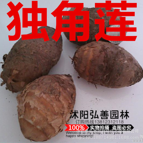 新鲜独角莲 丁毒豆 白附子 批发 图片色 鸡蛋大一斤