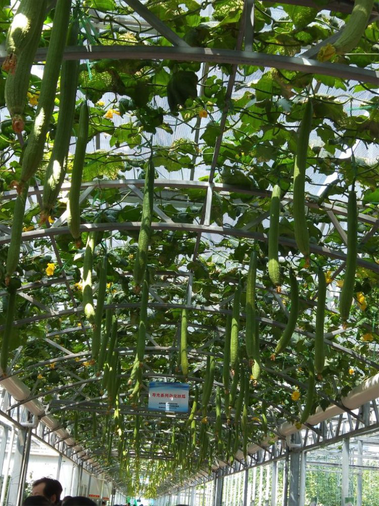 巨型西瓜树种子春秋早熟四季播庭院阳台室内盆栽树西瓜籽蔬果种子西瓜