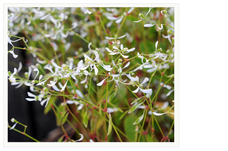 逸棵 重瓣你禾叶大戟花苗 盆栽阳台庭院种植 可组合盆栽花量多 喜温暖