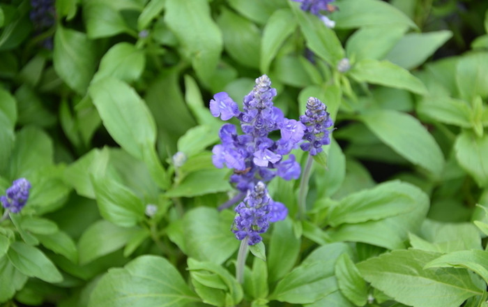食用鼠尾草种子洋苏草香草种子室内盆栽花卉10粒_ -2折现价-1元