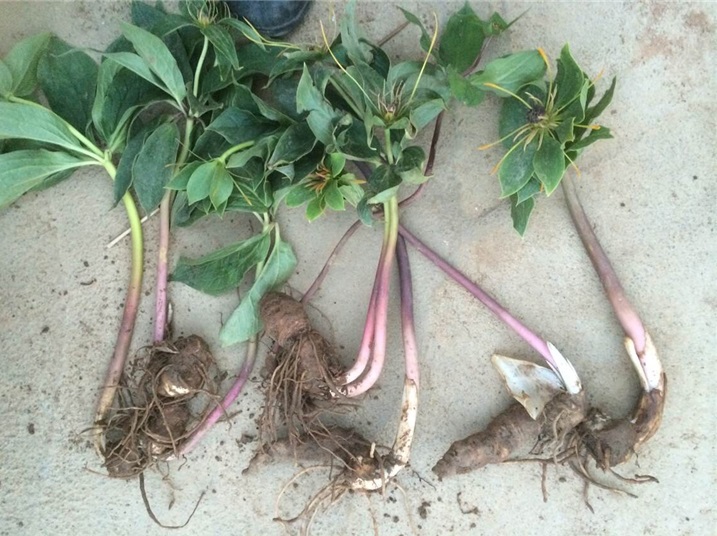 花中酷 云南重楼种苗种子 粉质滇重楼种 七叶一枝花种苗独角莲 重楼苗