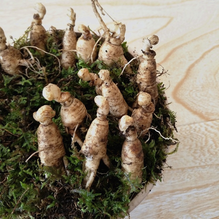 长白山小人参苗山参苗林下参盆栽新鲜野山参苗泡酒/ 2年苗