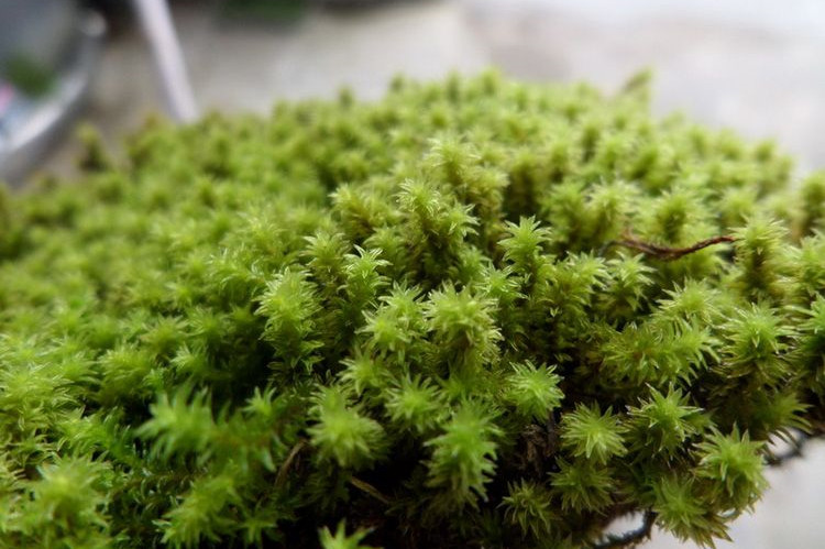 鮮活苔蘚植物 白髮蘚微景觀生態瓶diy綠植水陸缸假山