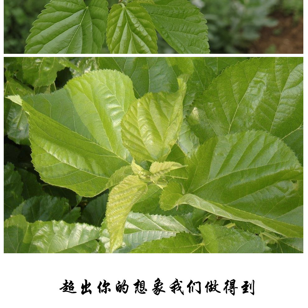 桑叶茶新鲜霜桑叶冬桑叶干桑叶泡水桑叶100g