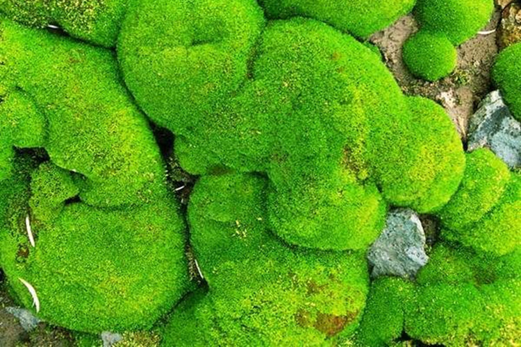 鲜活苔藓植物 白发藓微景观生态瓶diy绿植水陆缸假山盆栽盆景青苔