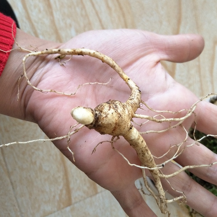 长白山小人参苗山参苗林下参盆栽新鲜野山参苗泡酒/ 2年苗