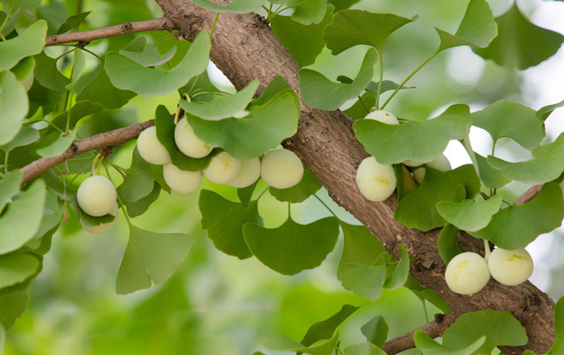 新鲜大颗带壳白果银杏果山东郯城大白果新鲜生白果 2.5kg
