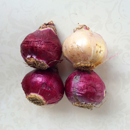 《慎思苑》 荷兰进口风信子种球室内绿植多肉植物盆栽防辐射水培花卉