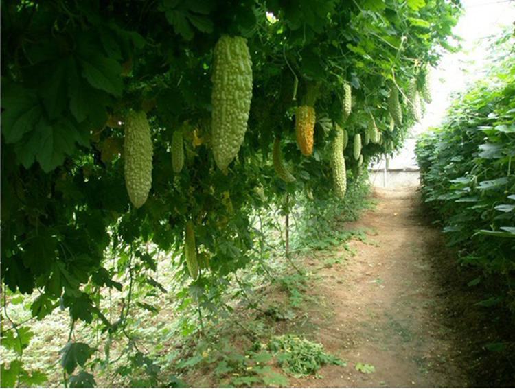 小癞瓜种植技术图片