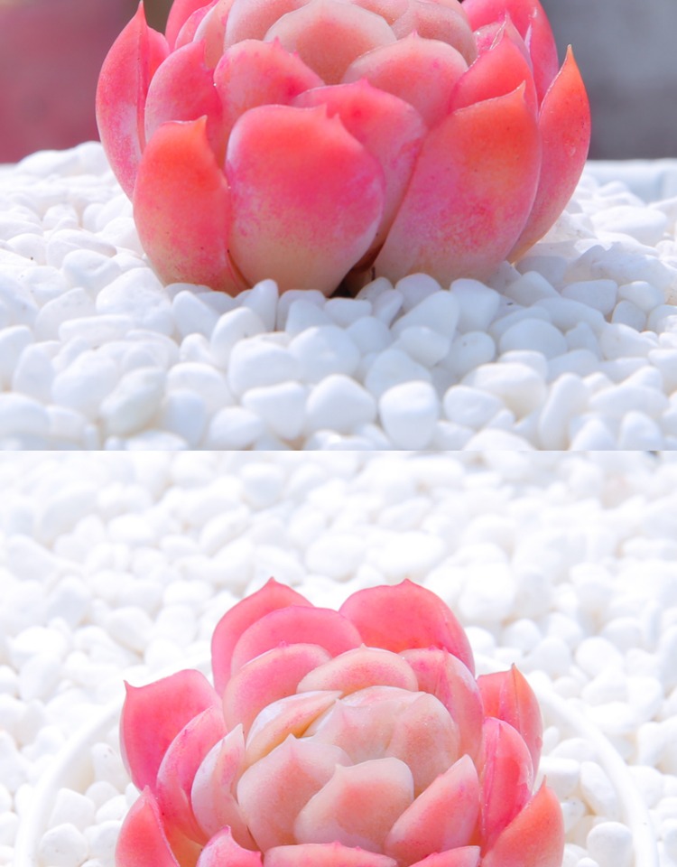 曼巧园艺 日系冰莓多肉 紫月影精美冰梅国外进口特价多肉植物 冰莓单