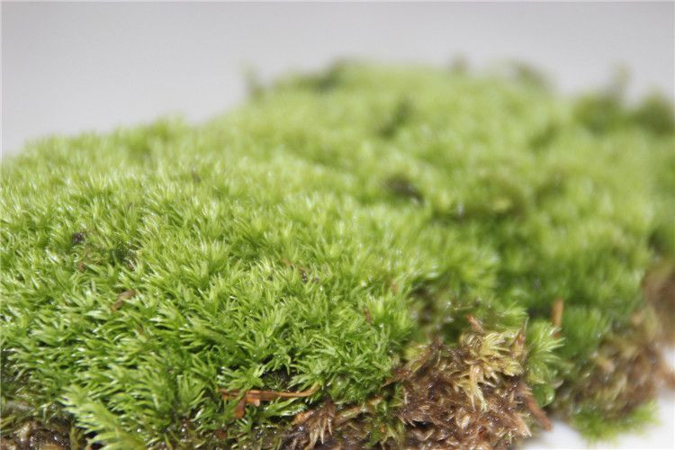 鲜活苔藓植物 白发藓微景观生态瓶diy绿植水陆缸假山盆栽盆景青苔