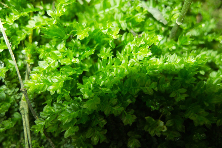 鲜活苔藓植物白发藓微景观生态瓶diy绿植水陆缸假山盆栽盆景青苔金发
