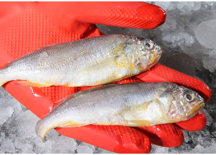 三座海 黃花魚 500g 8-12條 煙臺小黃魚深海魚海鮮生鮮