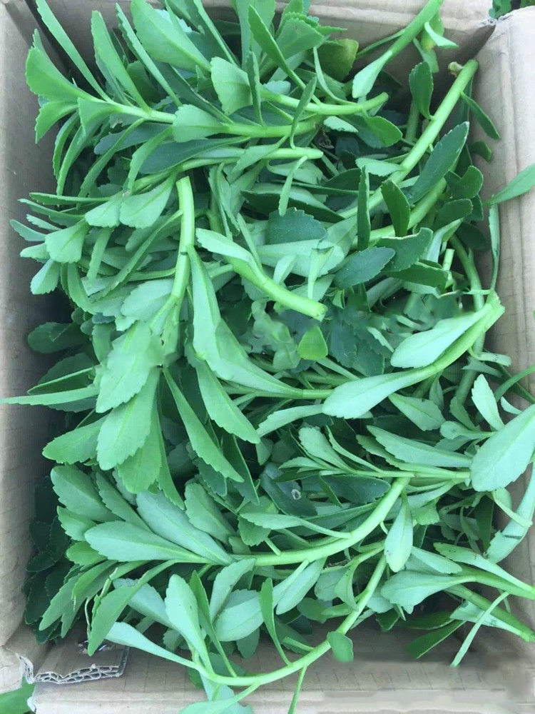 心菜救心草高钙菜景天三七费菜种苗种子茶粉新鲜野生蔬菜 养心菜500粒