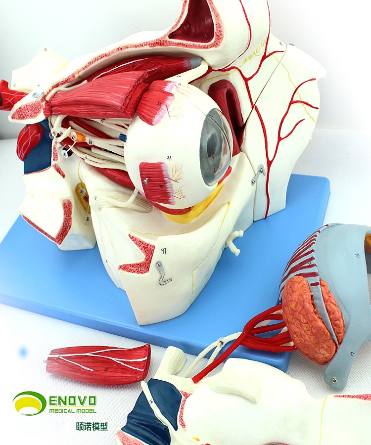 颐诺 人体眼球解剖模型眼睛解剖结构五官眼科 眼球6部件5倍放大模型