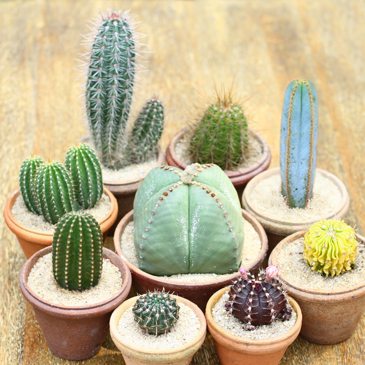 仙人柱仙人掌科仙人球多肉植物盆栽开花办公室实生朝雾阁单头1215cm