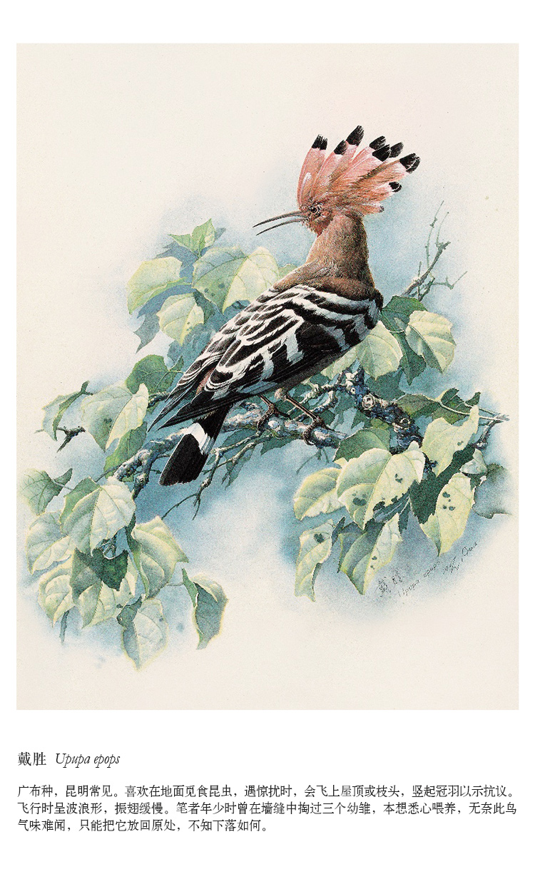 《《云南花鸟》央视 朗读者嘉宾 曾孝濂作品 全两卷 中国生物画》读库