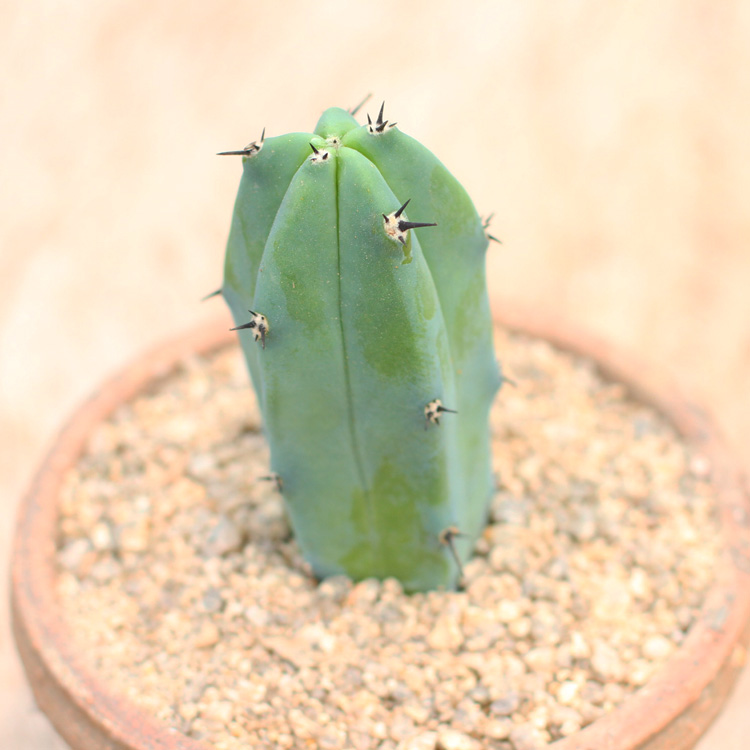 仙人柱仙人掌科仙人球多肉植物盆栽开花办公室实生朝雾阁单头1215cm