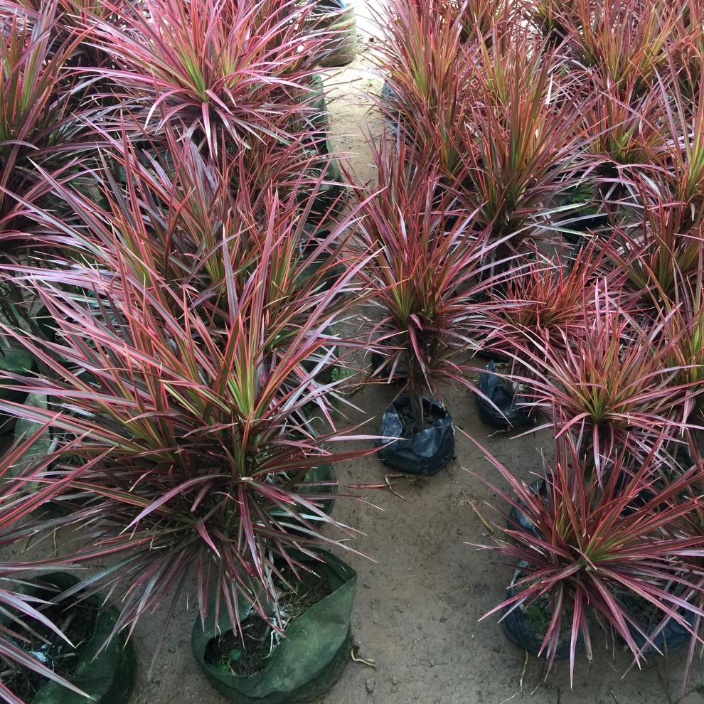 七彩铁 五彩千年木盆栽庭院室内阳台彩叶绿植 三色龙血