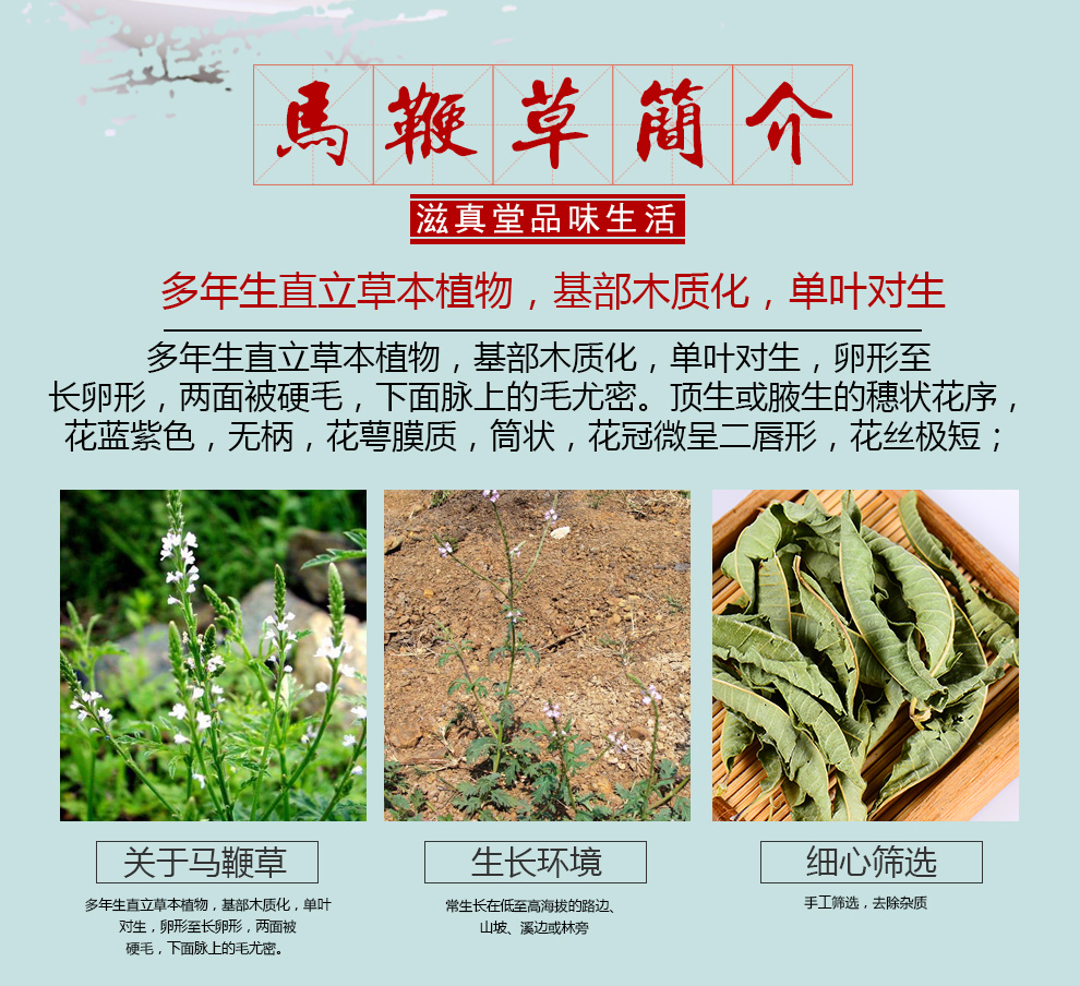 滋真堂马鞭草马鞭草柠檬马鞭草马鞭草250g